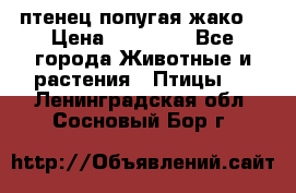 птенец попугая жако  › Цена ­ 60 000 - Все города Животные и растения » Птицы   . Ленинградская обл.,Сосновый Бор г.